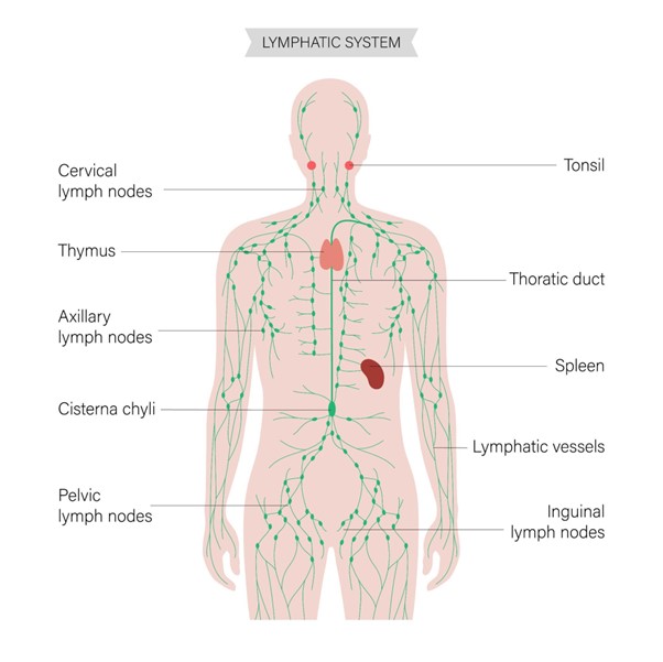 Схема с органи на лимфната система