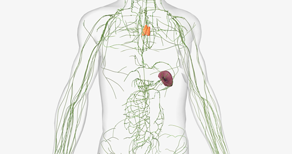 Част от лимфната система на човека